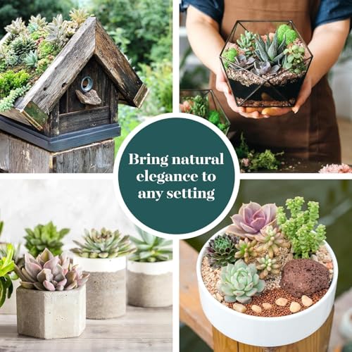 Shop Succulents Mixed Succulent Plant Pack 2" Grow Pot Pack of 6