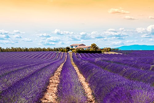 US Organic 100% Pure Lavender Essential Oil, Directly sourced from Bulgaria, USDA Certified Organic, Undiluted, for Diffuser, Humidifier, Massage, Skin, Hair Care, Non GMO, 30 ml