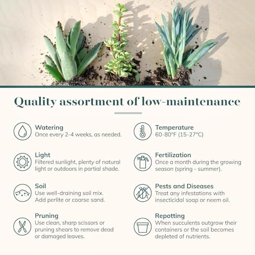 Shop Succulents Mixed Succulent Plant Pack 2" Grow Pot Pack of 6