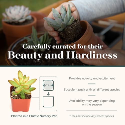Shop Succulents Unique Succulent Plant Pack Bulk Collection - Live Mini Succulent Plants, Low Maintenance, Exceptional Colors & Textures - Wedding and Party Favors, Gift & Garden, Pack of 20