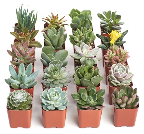 Shop Succulents Unique Succulent Plant Pack Bulk Collection - Live Mini Succulent Plants, Low Maintenance, Exceptional Colors & Textures - Wedding and Party Favors, Gift & Garden, Pack of 20