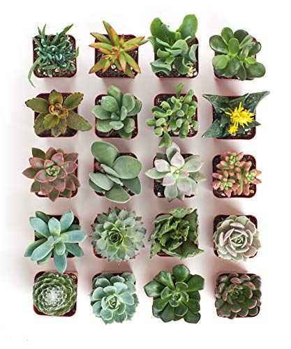 Shop Succulents Unique Succulent Plant Pack Bulk Collection - Live Mini Succulent Plants, Low Maintenance, Exceptional Colors & Textures - Wedding and Party Favors, Gift & Garden, Pack of 20