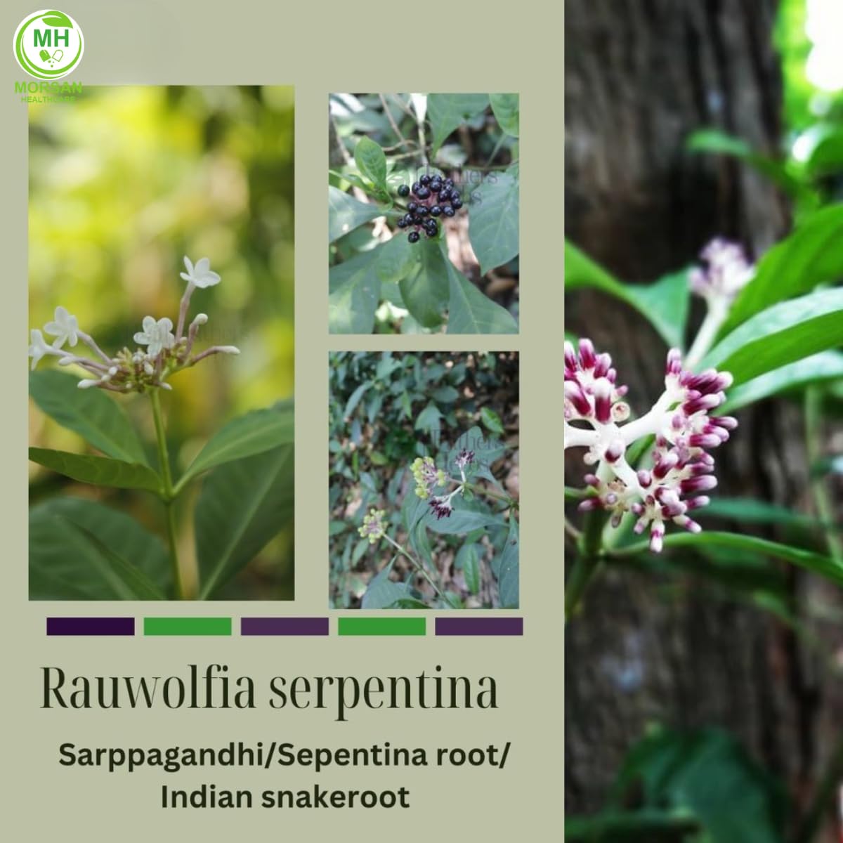 Morsan Healthcare Sarpgandha (Rauwolfia Serpentina) Capsules – Pack of 2 x 60 Veg Capsules | 500 mg Herbal Extract | Natural Ayurvedic Supplement for Daily Wellness