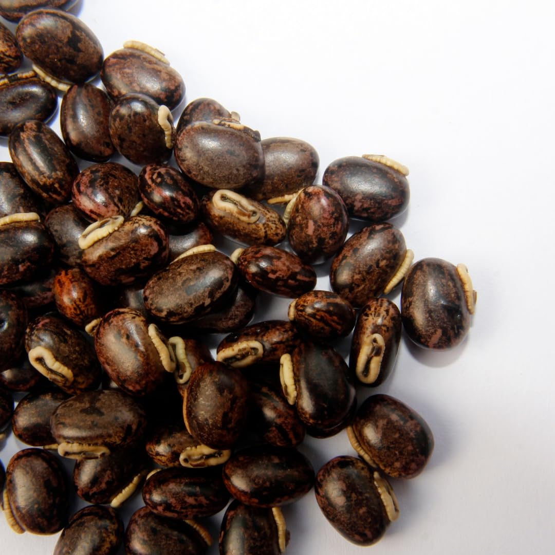 PURE ORIGINAL INGREDIENTS Mucuna Pruriens (2 lb), Pure and Natural, Non-GMO, Gluten-Free
