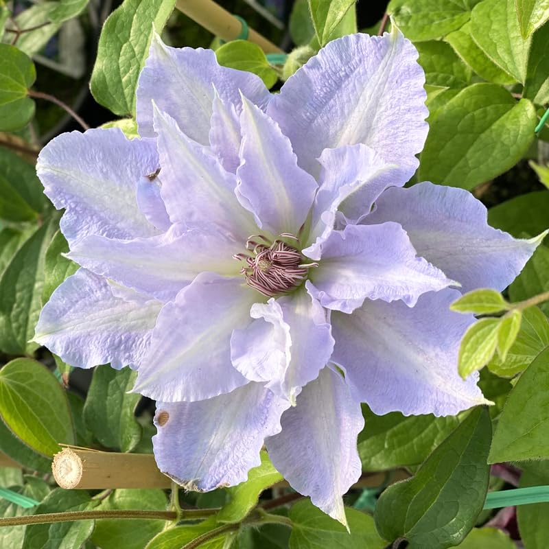 White Blue Clematis Vine Plant Live for Planting, Fragrant Clematis Plant Live in 2.5 Inches Pot, Clematis Flowers Perennial