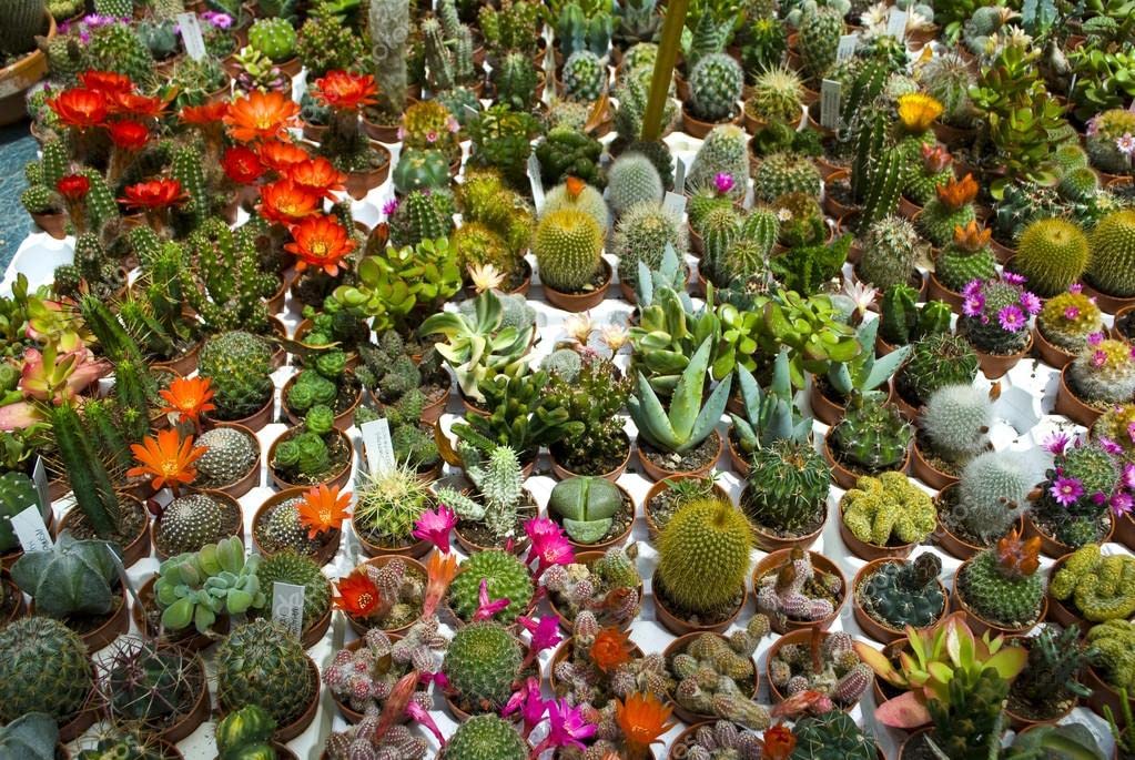 SeedsUP - 25+ Seeds Cactus Rare Succulents Cacti - Flower Mix