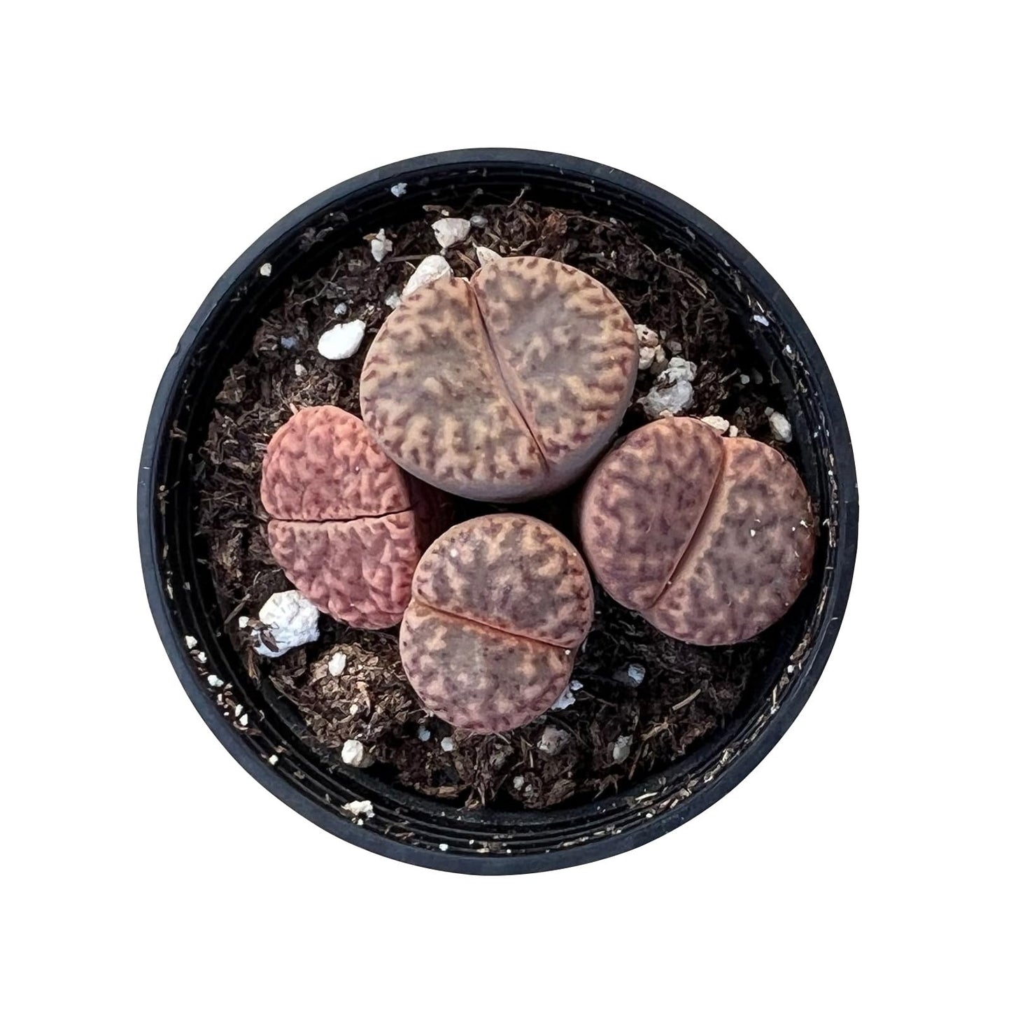 Sprout N Green Lithops Collection, 3 Live Succulent Stone Plant Fully Rooted in 2inch Starter Pot, Home Office Indoor Outdoor Wedding Decoration DIY Projects Party Favor