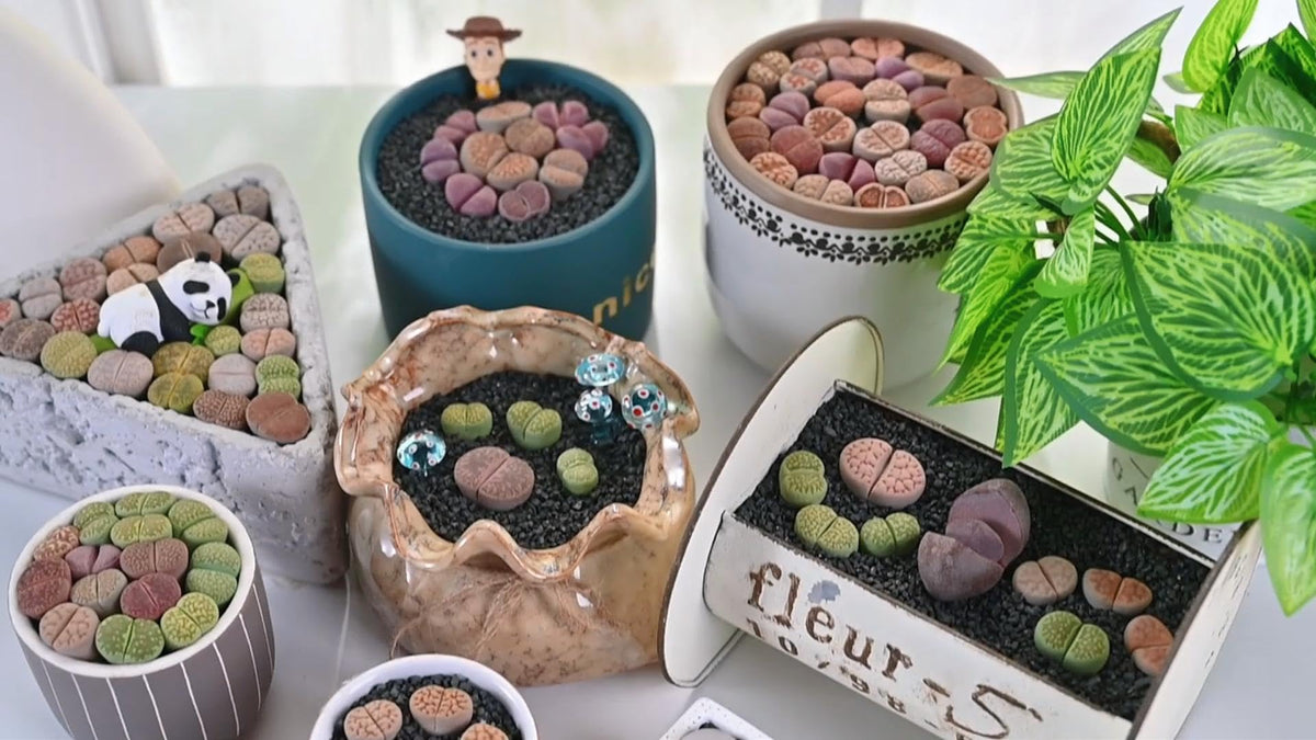 Sprout N Green Lithops Collection, 3 Live Succulent Stone Plant Fully Rooted in 2inch Starter Pot, Home Office Indoor Outdoor Wedding Decoration DIY Projects Party Favor