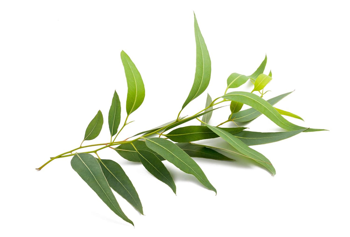 US Organic 100% Pure Eucalyptus Essential Oil (Globulus) - USDA Certified Organic, Steam Distilled - W/Euro droppers (More Size Variations Available) (15 ml / .5 fl oz)