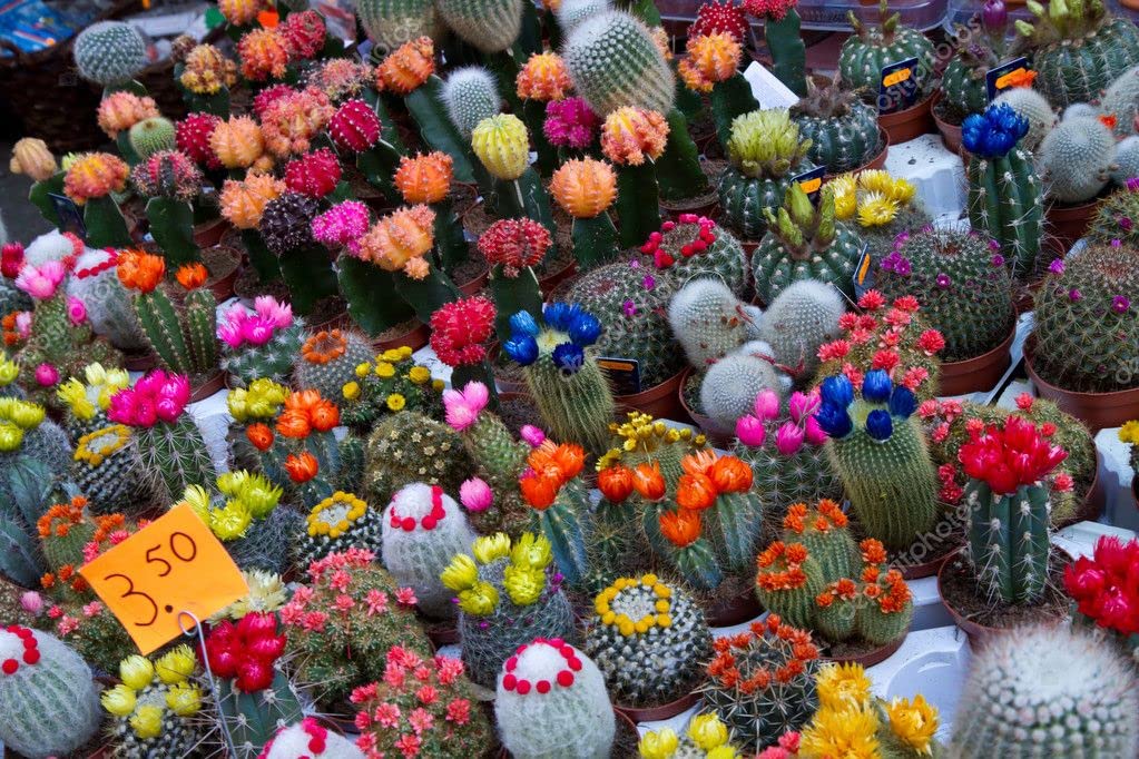 SeedsUP - 25+ Seeds Cactus Rare Succulents Cacti - Flower Mix