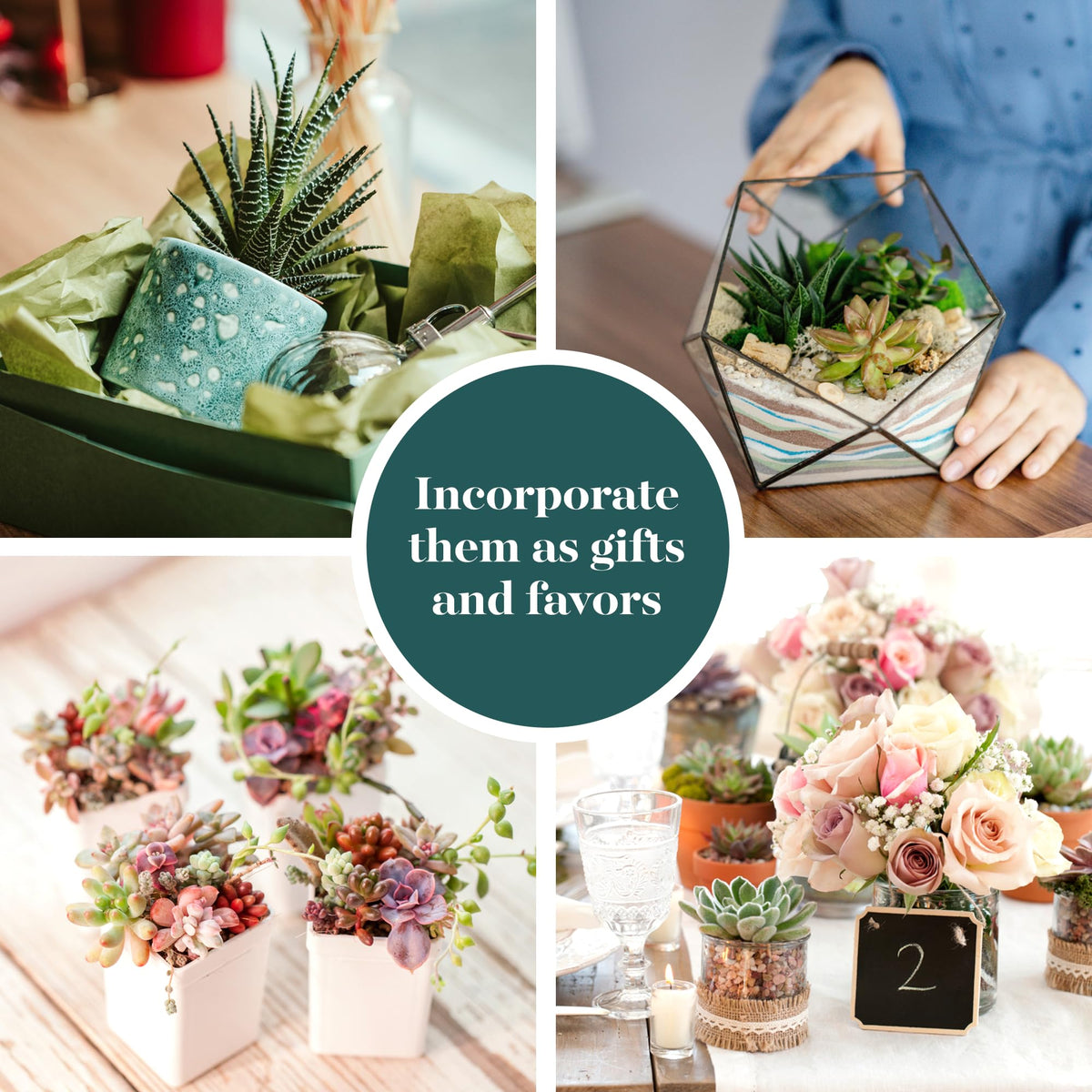 Shop Succulents Unique Succulent Plant Pack Bulk Collection - Live Mini Succulent Plants, Low Maintenance, Exceptional Colors & Textures - Wedding and Party Favors, Gift & Garden, Pack of 20