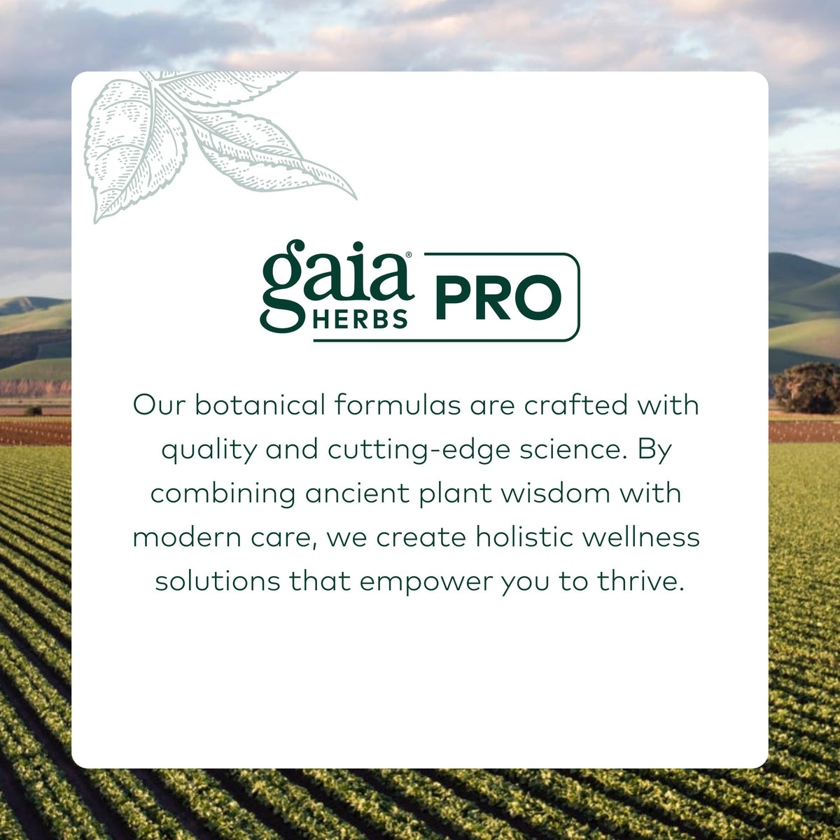 GAIA HERBS PRO Daily Lung Formula - Respiratory Health Support* - Immune Supplement with Mullein Leaf, Marshmallow Root & More - Vegan, Gluten-Free, Soy-Free - 60 Liquid Phyto-Caps (60 Servings)