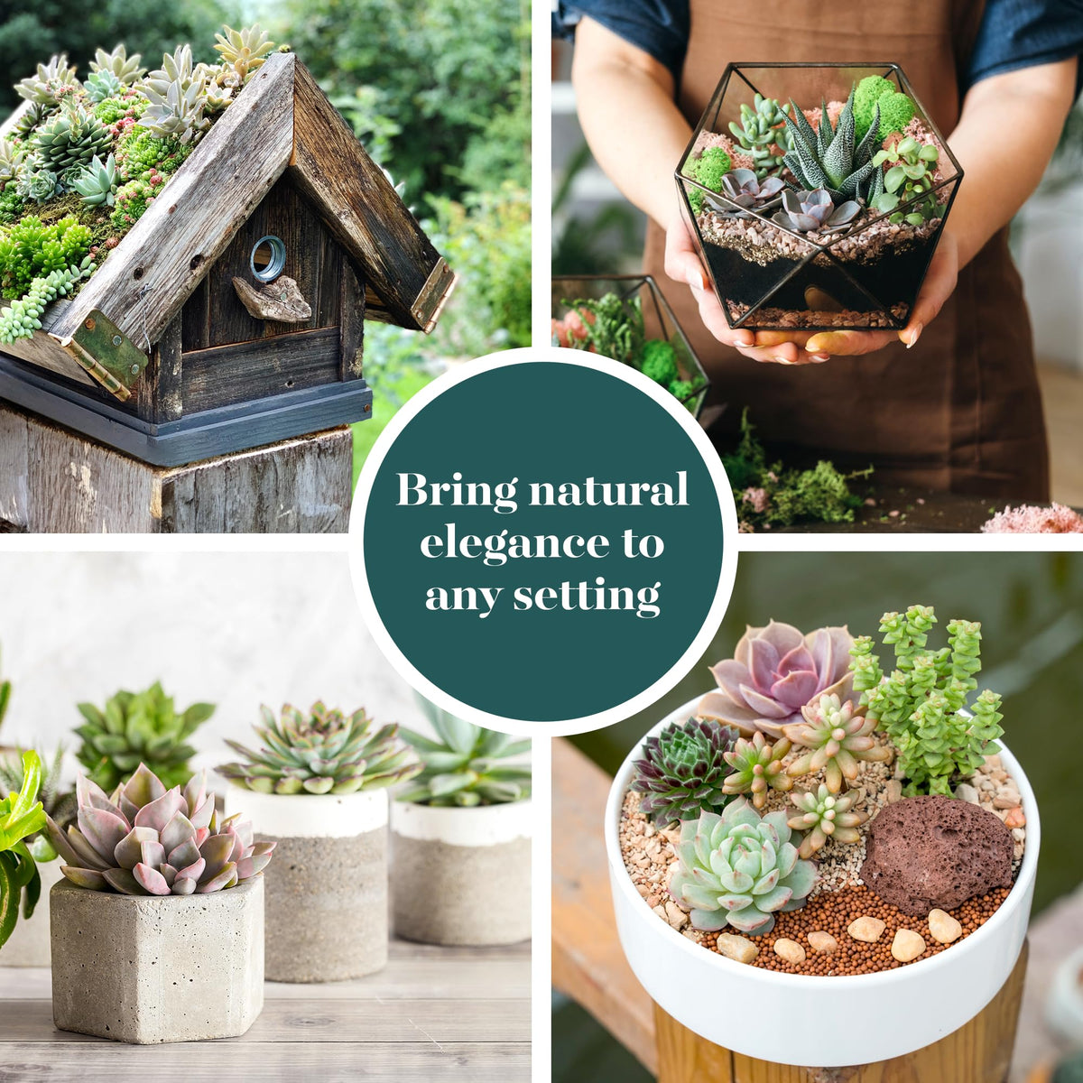 Shop Succulents Unique Succulent Plant Pack Bulk Collection - Live Mini Succulent Plants, Low Maintenance, Exceptional Colors & Textures - Wedding and Party Favors, Gift & Garden, Pack of 20