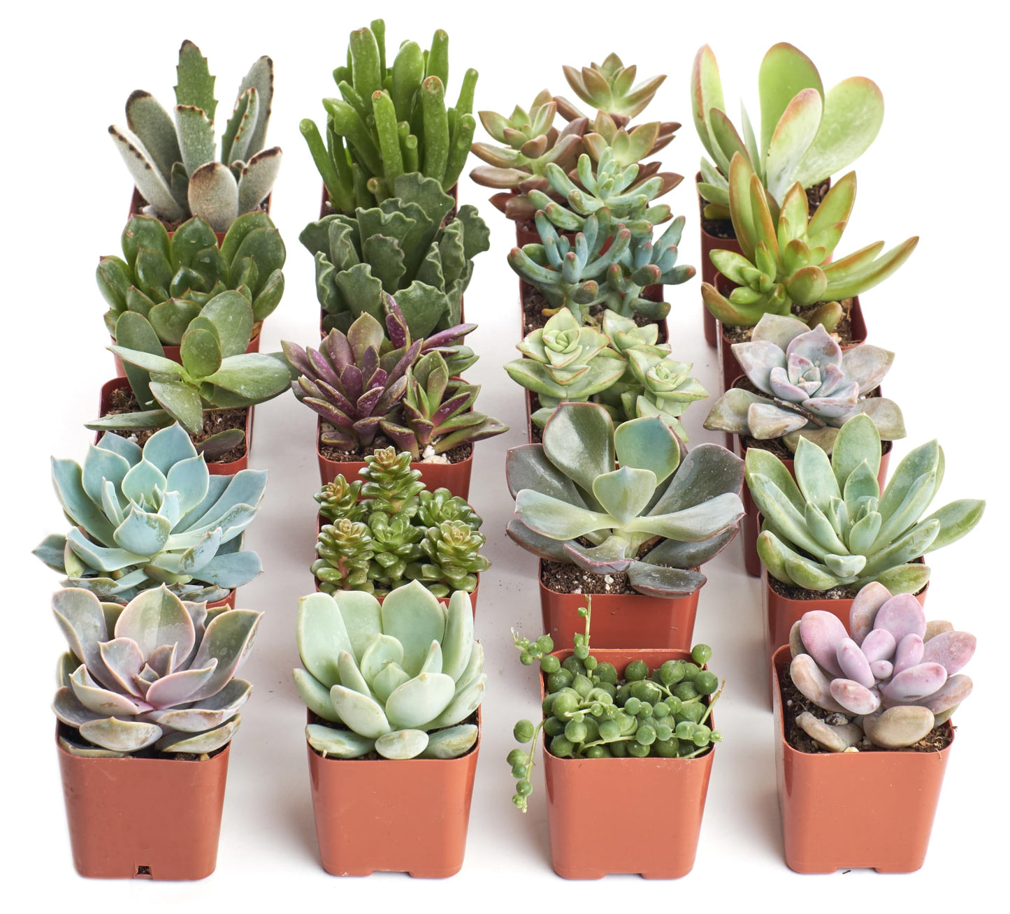 Shop Succulents Unique Succulent Plant Pack Bulk Collection - Live Mini Succulent Plants, Low Maintenance, Exceptional Colors & Textures - Wedding and Party Favors, Gift & Garden, Pack of 20
